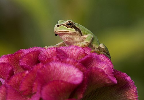 Japanese tree frog