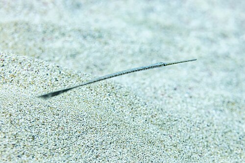 Bluespotted cornetfish (Fistularia commersonii), Pistol Bay, Paphos, Cyprus