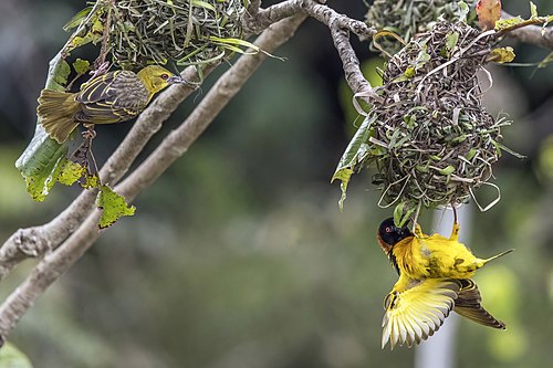 Village weaver (Ploceus cucullatus cucullatus) female (left)and male (right)